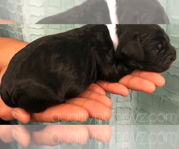 Medium Photo #6 Springerdoodle Puppy For Sale in ANZA, CA, USA