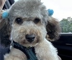 Small Photo #1 YorkiePoo Puppy For Sale in MONTGOMERY VILLAGE, MD, USA