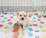 Small #4 Maltese-Poodle (Toy) Mix