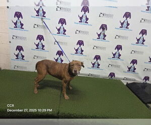 Labrador Retriever-Unknown Mix Dogs for adoption in Orlando, FL, USA