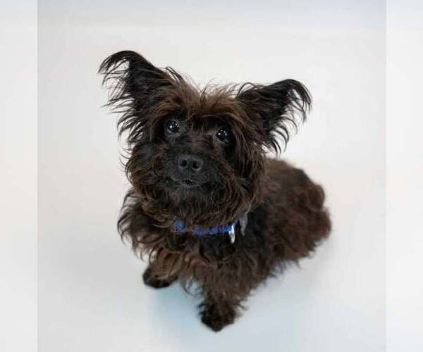 Medium Photo #6 Poodle (Miniature)-Unknown Mix Puppy For Sale in Kennesaw, GA, USA