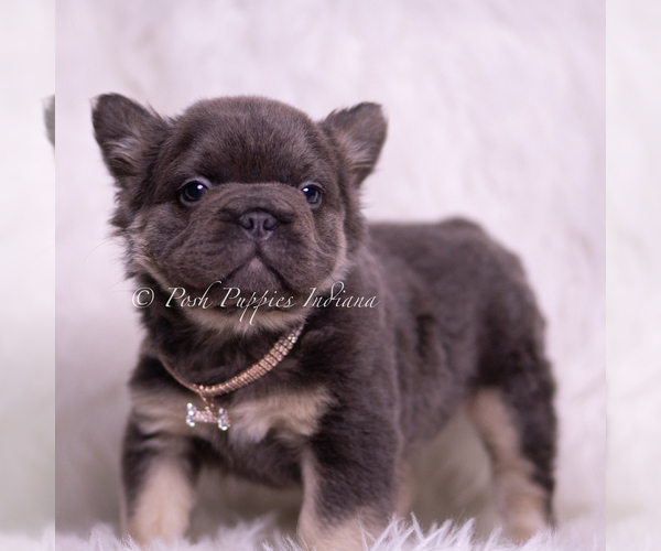 Medium Photo #17 French Bulldog Puppy For Sale in WARSAW, IN, USA