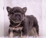 Small Photo #17 French Bulldog Puppy For Sale in WARSAW, IN, USA