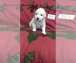 Small #7 Great Pyrenees