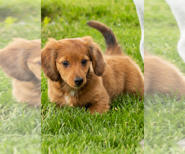 Medium Photo #1 Dachshund Puppy For Sale in BREMEN, IN, USA