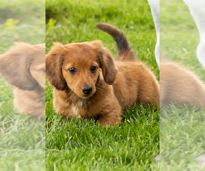 Dachshund Puppy for sale in BREMEN, IN, USA
