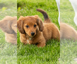 Small Dachshund