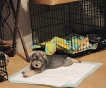 Small Photo #3 Schnauzer (Miniature) Puppy For Sale in TECUMSEH, OK, USA