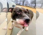 Small #3 American Staffordshire Terrier Mix