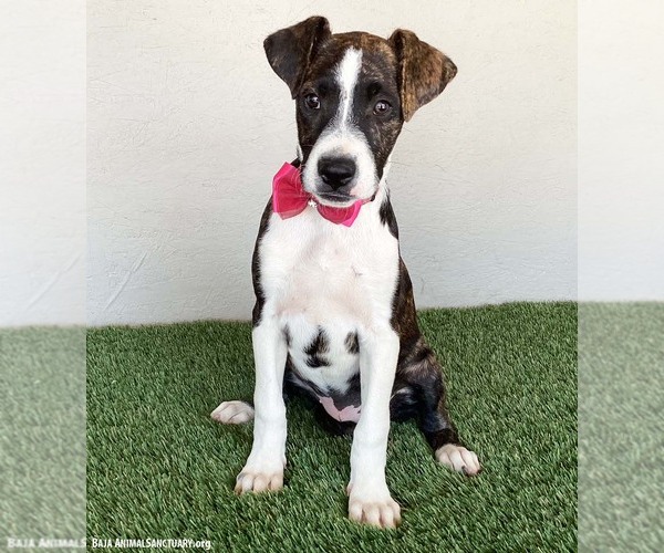 Medium Photo #2 Boxer-Plott Hound Mix Puppy For Sale in San Diego, CA, USA