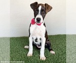 Small #1 Boxer-Plott Hound Mix