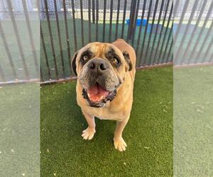 Tator - Male Bulldog-Unknown Mix Dog for Adoption - Photo #6