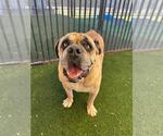Small Photo #6 Bulldog-Unknown Mix Puppy For Sale in Rockwall, TX, USA