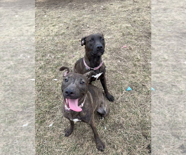 Medium Photo #3 American Staffordshire Terrier-Labrador Retriever Mix Puppy For Sale in Pierceton , IN, USA