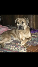 Mother of the Cane Corso puppies born on 03/13/2018