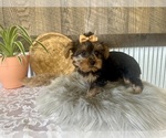 Small #6 Yorkshire Terrier