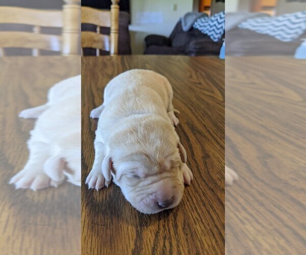 Medium Photo #1 Labrador Retriever Puppy For Sale in ATHENS, WI, USA