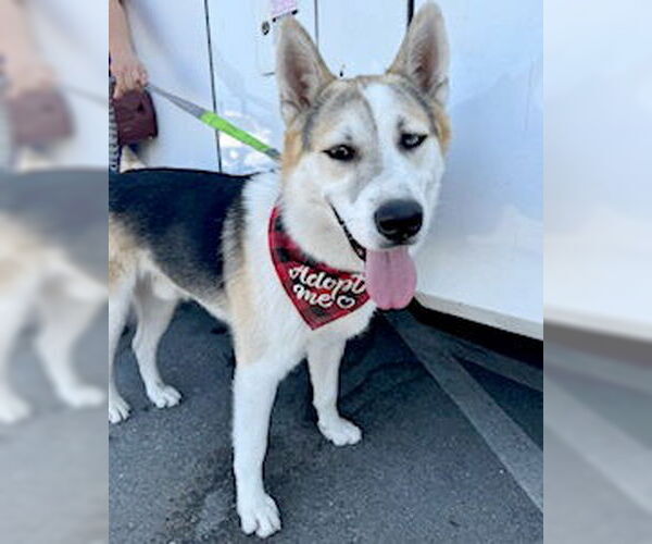 Medium Photo #15 Siberian Husky-Unknown Mix Puppy For Sale in Corona, CA, USA
