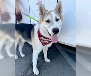 Bandit - Male Siberian Husky-Unknown Mix Dog for Adoption - Photo #15