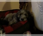 Small Photo #25 Aussiedoodle-Poodle (Standard) Mix Puppy For Sale in COMMERCE, MI, USA