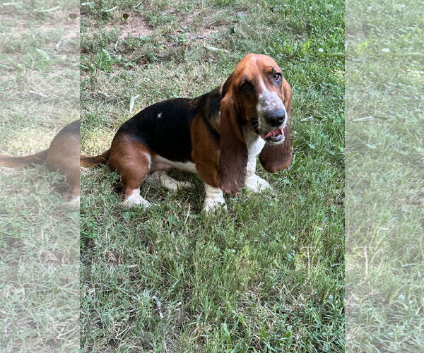 Medium Photo #2 Basset Hound Puppy For Sale in Ball Ground, GA, USA