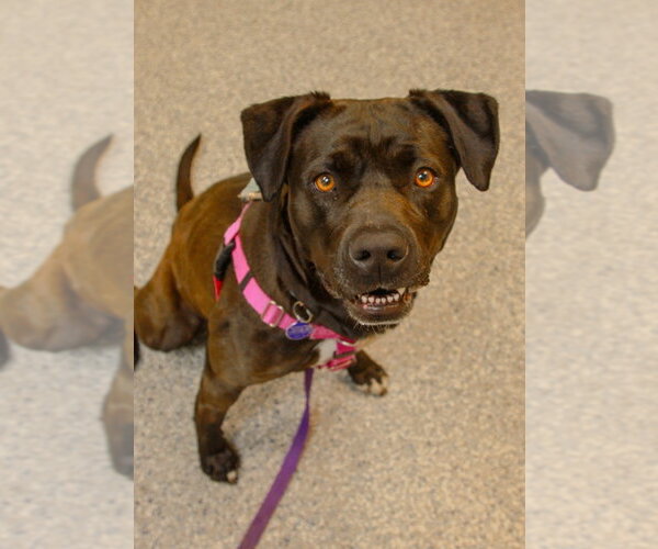Medium Photo #12 American Staffordshire Terrier-Labrador Retriever Mix Puppy For Sale in Sayreville, NJ, NJ, USA