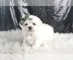 Small Photo #118 Maltese Puppy For Sale in WARSAW, IN, USA