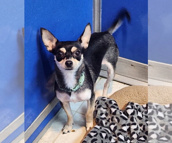 Medium Photo #1 Chihuahua Puppy For Sale in Walnutport, PA, USA