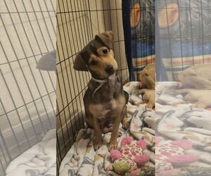 Chihuahua Dogs for adoption in The Woodlands, TX, USA