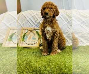 Goldendoodle-Poodle (Standard) Mix Puppy for sale in CINCINNATI, OH, USA