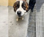 Small Saint Bernard