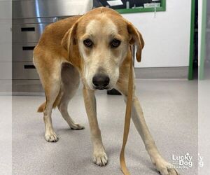 Alexis - Female Labrenees Dog for Adoption - Photo #3