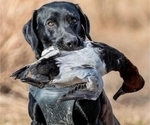 Small #11 Labrador Retriever