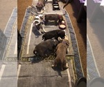 Small Photo #11 American Bully Puppy For Sale in PEMBERTON, NJ, USA