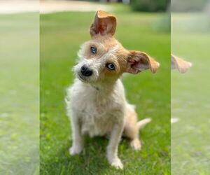 Mutt Dogs for adoption in PIPE CREEK, TX, USA