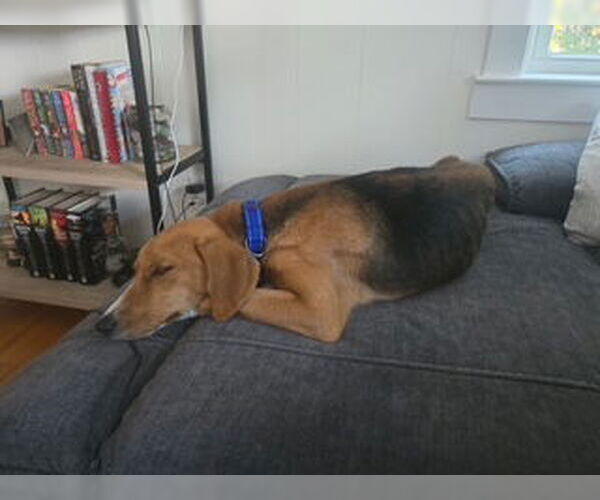 Medium Photo #7 Mutt Puppy For Sale in Oakhurst, NJ, USA