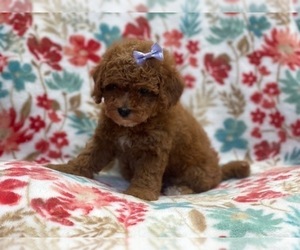 Cavapoo Puppy for sale in LAKELAND, FL, USA