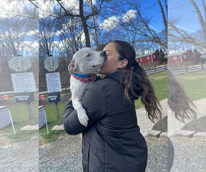 Olive Mini Pittie - Female Mutt Dog for Adoption - Photo #10