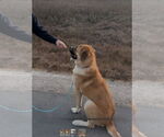 Small Anatolian Shepherd Mix