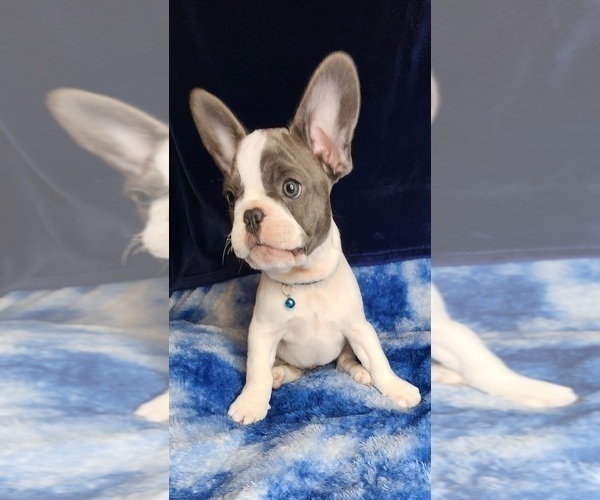 Medium Photo #3 French Bulldog Puppy For Sale in SALEM, OR, USA