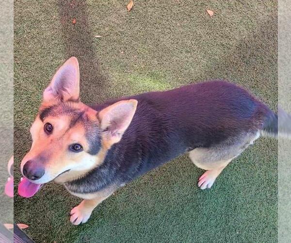Medium Photo #3 German Shepherd Dog-Unknown Mix Puppy For Sale in Rockwall, TX, USA