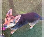 Small #2 German Shepherd Dog Mix
