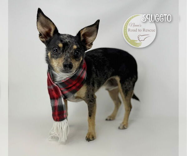 Medium Photo #2 Chihuahua Puppy For Sale in Benton, LA, USA