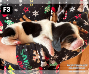 Basset Hound Puppy for sale in CLEVELAND, GA, USA