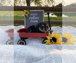 Image preview for Ad Listing. Nickname: Buster