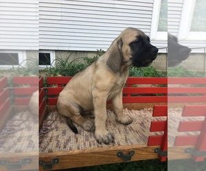 Mastiff Puppy for sale in APPLE CREEK, OH, USA