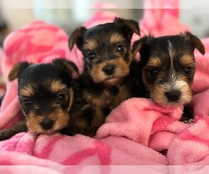 Yorkshire Terrier Litter for sale in LAND O LAKES, FL, USA