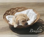 Puppy Boulder Golden Retriever