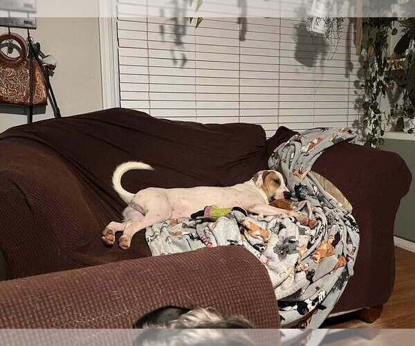 Medium Photo #4 Mutt Puppy For Sale in Evansville, IN, USA