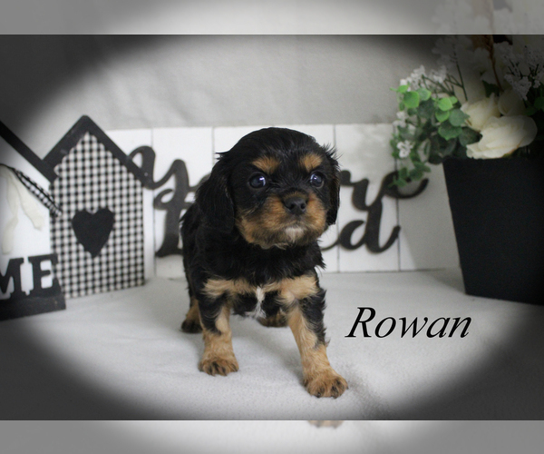 Medium Photo #12 Cavalier King Charles Spaniel Puppy For Sale in CHANUTE, KS, USA